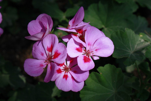 581762 (a): :1600x1065